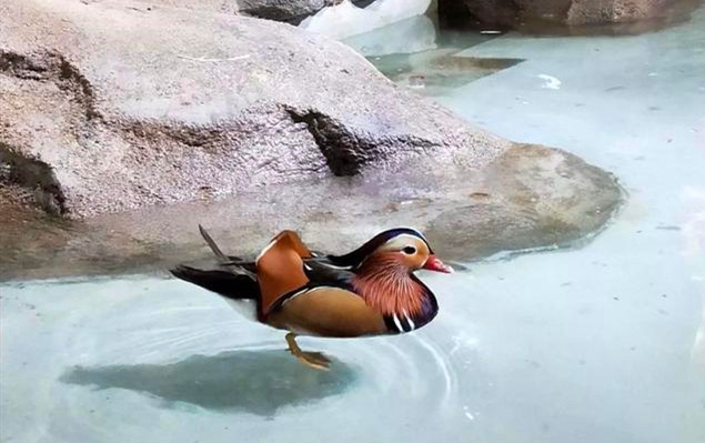 南昌室內(nèi)迷你動物園